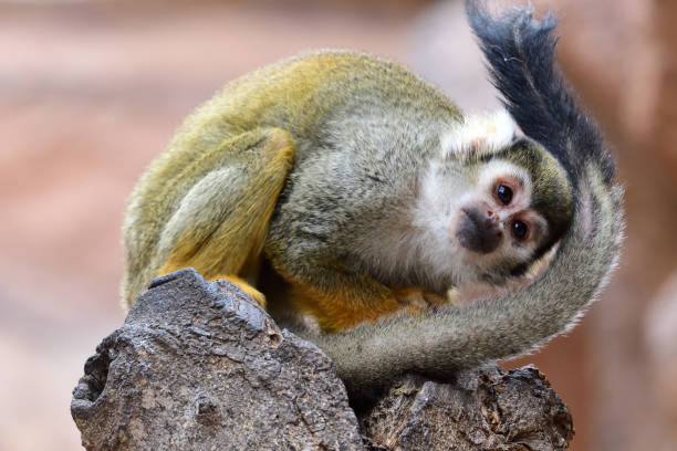 mono ardilla - beauty in nature day animal monkey fotografías e imágenes de stock