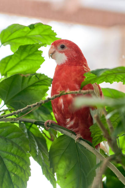 istock Rosella parrot color ruby sitting on a branch of a Chinese rose. 1135841293