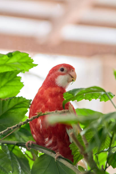 istock Rosella parrot color ruby sitting on a branch of a Chinese rose. 1135841309