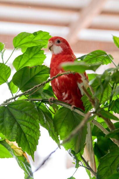 istock Rosella parrot color ruby sitting on a branch of a Chinese rose. 1135841459