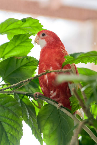 istock Rosella parrot color ruby sitting on a branch of a Chinese rose. 1135841514