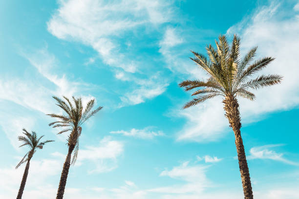istock tall palm trees exotic clear blue sky as background 1135841580
