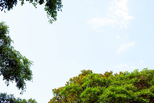 árbol contra el cielo azul, fondo hermoso de la naturaleza con espacio de la copia - treetop sky tree high section fotografías e imágenes de stock