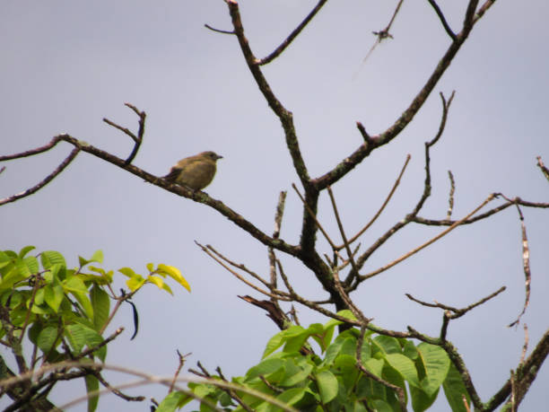 istock little bird on the branches of a tree 1135847555
