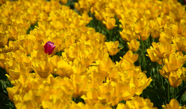 istock Tulips, British Columbia 1135852235