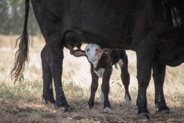 istock Calf and Cow 1135854118
