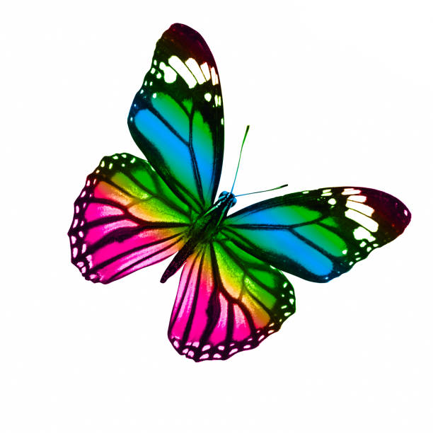 istock tropical colorful butterfly isolated on white background 1135855028