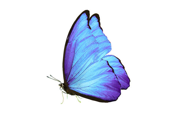 istock beautiful butterfly with blue wings and paws. isolated on white background 1135855035