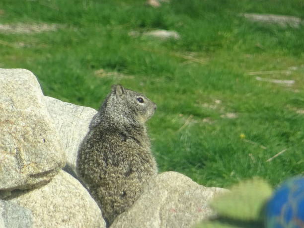 istock Ground Squirrel, southern California 1135857934