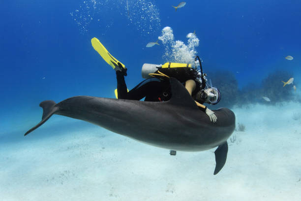 istock A female diver with a posing dolphin 1135860674