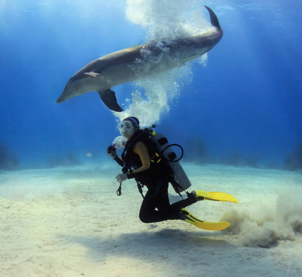 istock A female diver with a posing dolphin 1135860675