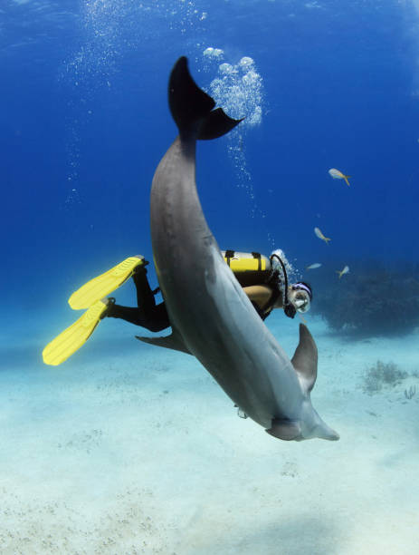 istock A female diver with a posing dolphin 1135860677
