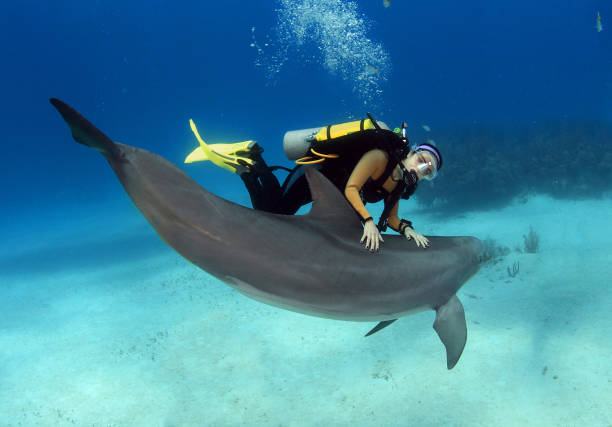 istock A female diver with a posing dolphin 1135860678