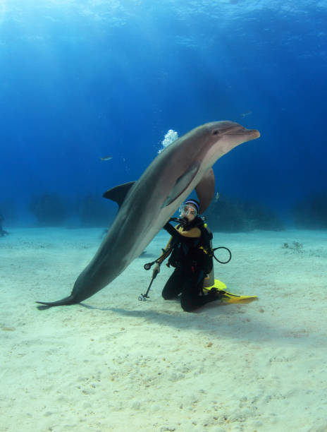 istock A female diver with a posing dolphin 1135860683