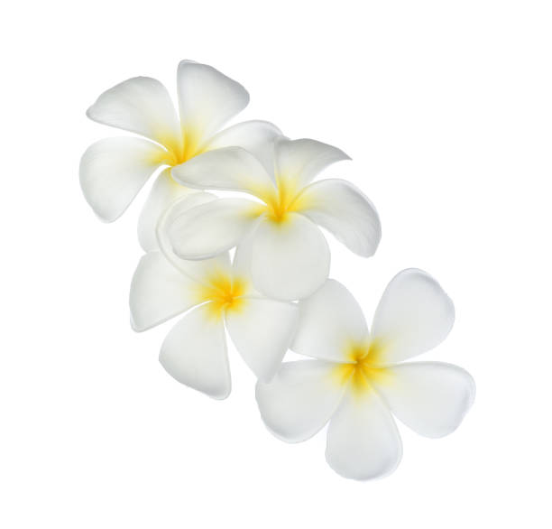 istock Frangipani flower on white backgroud 1135861478