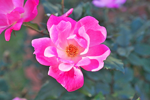 Rose
rose