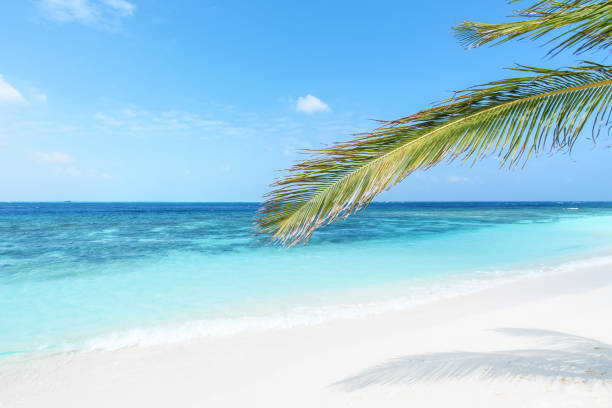 istock Tropical beach and palm leaves 1135864742