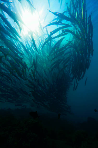 istock Panoramic shot of a fish-ball 1135865391