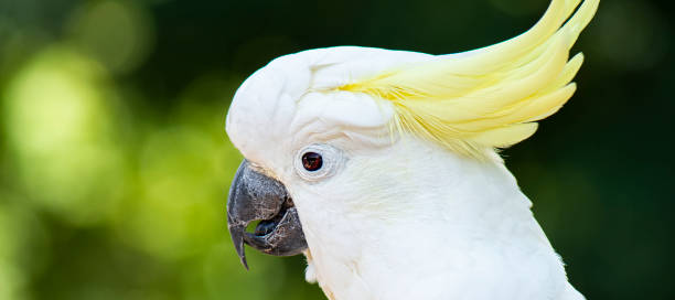 istock Yellow Crested Cockatoo 1135866297