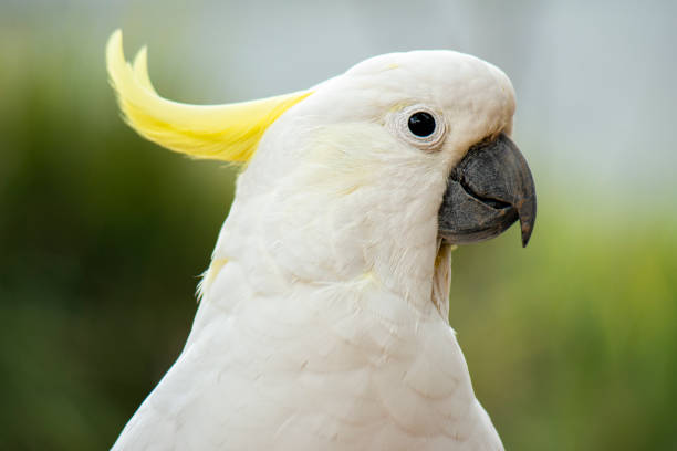 istock Yellow Crested Cockatoo 1135866300