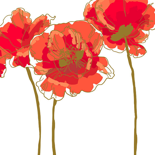 trzy kwiat z poppy - poppy single flower red white background stock illustrations