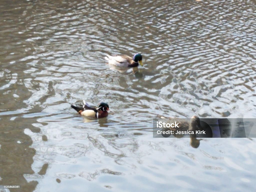 Tres patos nadando juntos - Foto de stock de Agua libre de derechos