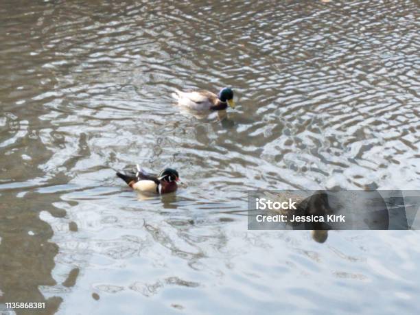 Tres Patos Nadando Juntos Foto de stock y más banco de imágenes de Agua - Agua, Aire libre, América del norte