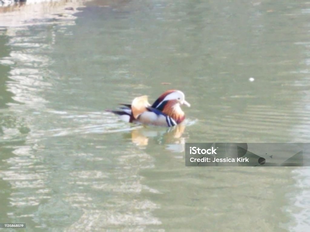 Sun on mandarin duck in pond (Anas Platyrhynchos) Male duck with bright orange plumage. Unusual duck in Central Park pond in New York City. Anatidae Stock Photo