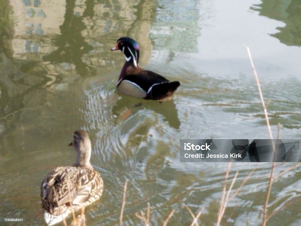 Pato de madera macho y Mallard hembra - Foto de stock de Admiración libre de derechos