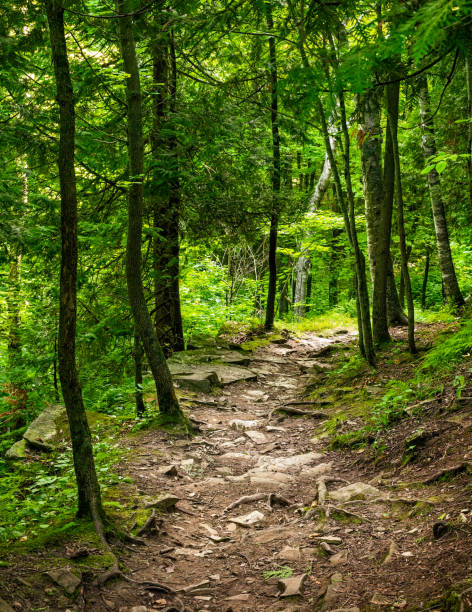 летний закат лесной трейл - wood woods dirt road footpath стоковые фото и изображения