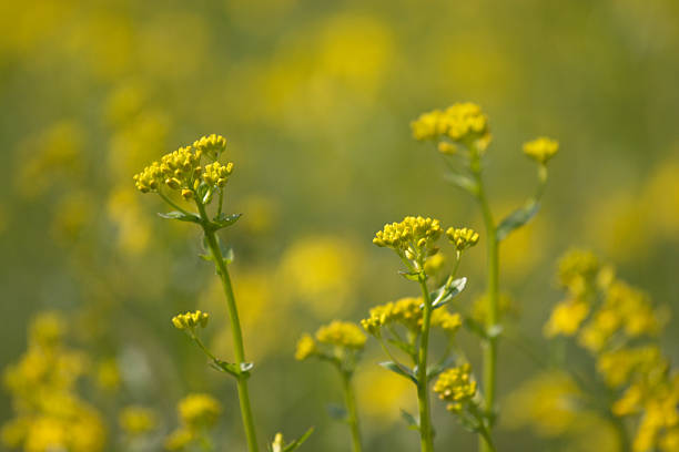 istock Yellow wild flowers 113587243