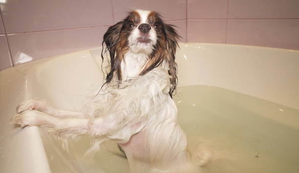 istock Wet Papillon dog stands in the bathroom 1135874084