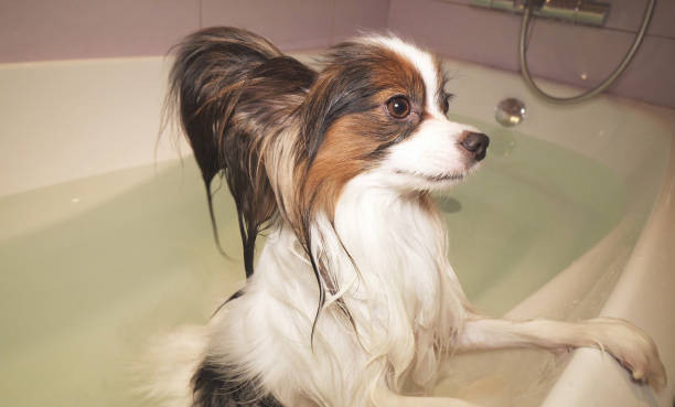 istock Wet Papillon dog stands in the bathroom 1135874109