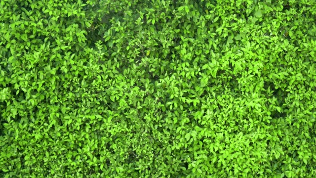 4k footage of a green Bush wall form Wrightia religiosa tree