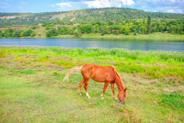istock beautiful horse grazing 1135876880
