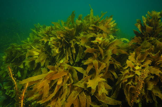 Curling brown kelp fronds stock photo
