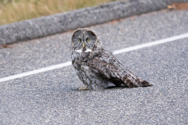 istock Great Gray Owl in danger in the roadway 1135877140