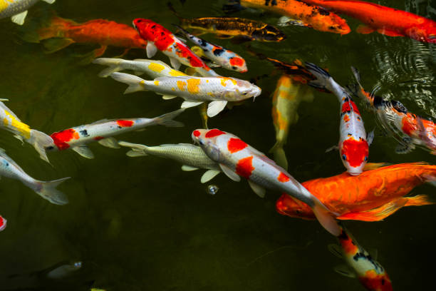 istock Carp fish in the pond 1135877967