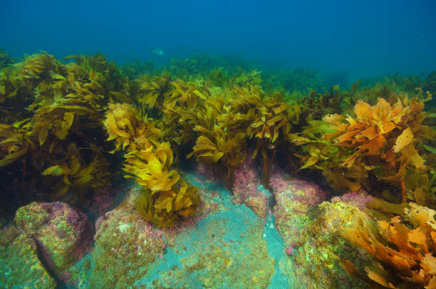 istock Rocky reef with kelp forest 1135878175