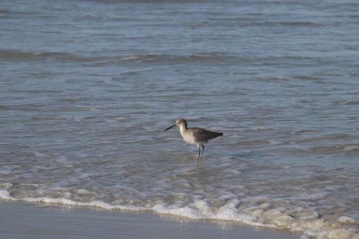 Sandpiper bird fishing on the beach.
