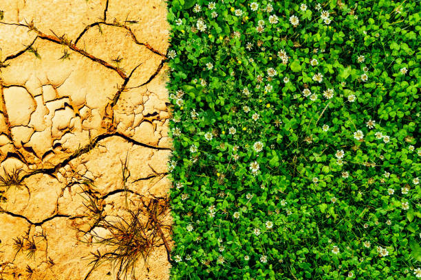 istock Effect of Global Warming. Climate change dying earth. 1135881245