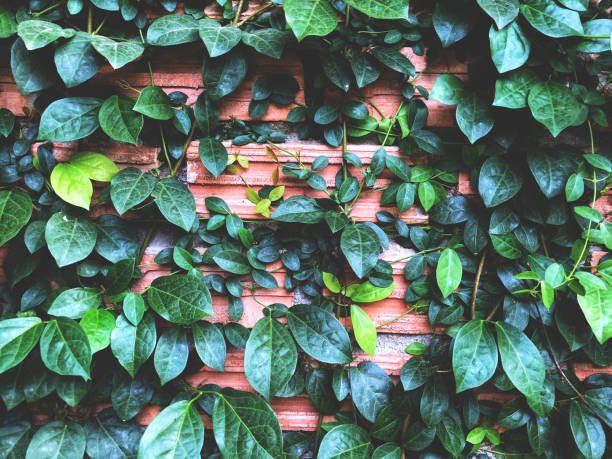 istock Tree climbing on orange brick wall background, Green tree on the orange wall texture, Beautiful of Natural concept 1135882262