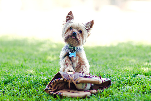 Yorkshire Terrier posing with a baseball glove.