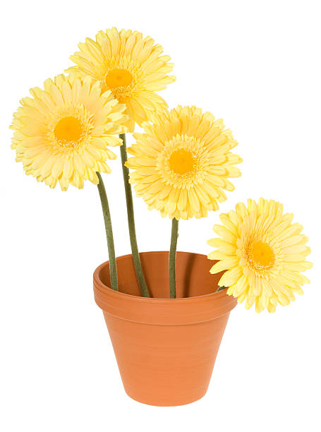 istock Clay Pot with Yellow Daisies 113588465