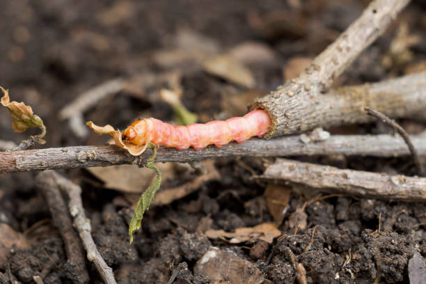 rote zeuzera coffeae oder motten stammborder zerstören baum, es sind gefährliche insektenschädlinge mit pflanzenkrankheit von gemüse und landwirtschaft. - crop farm nature man made stock-fotos und bilder