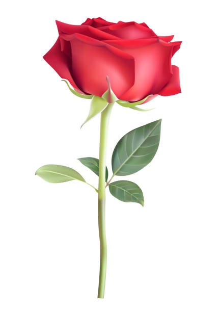 illustrazioni stock, clip art, cartoni animati e icone di tendenza di rosa rossa singola con gambo lungo e foglie verdi isolate su sfondo bianco. - long stemmed rose