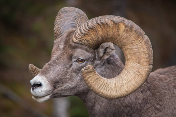 istock Bighorn ram grazing 1135885240