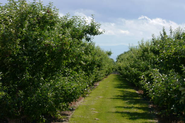 Rows of apple trees in an orchard stock photo