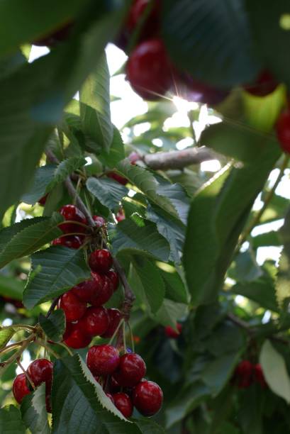 Red cherries in a tree in summer stock photo
