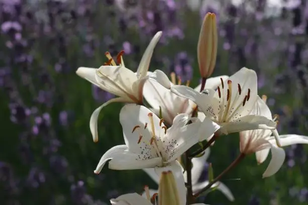 Close-up of lilies in bloom